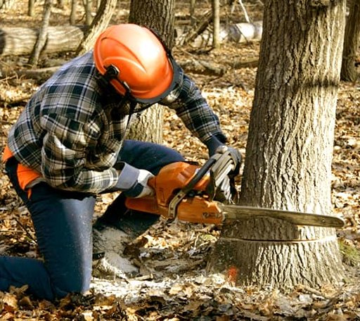 Tree Removal in Chesapeake, VA